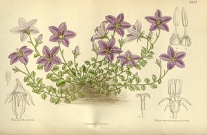 Campanula_arvatica, Campanulaceae